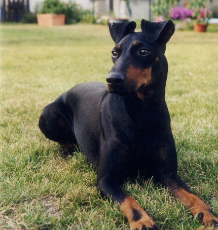 Filou im Garten